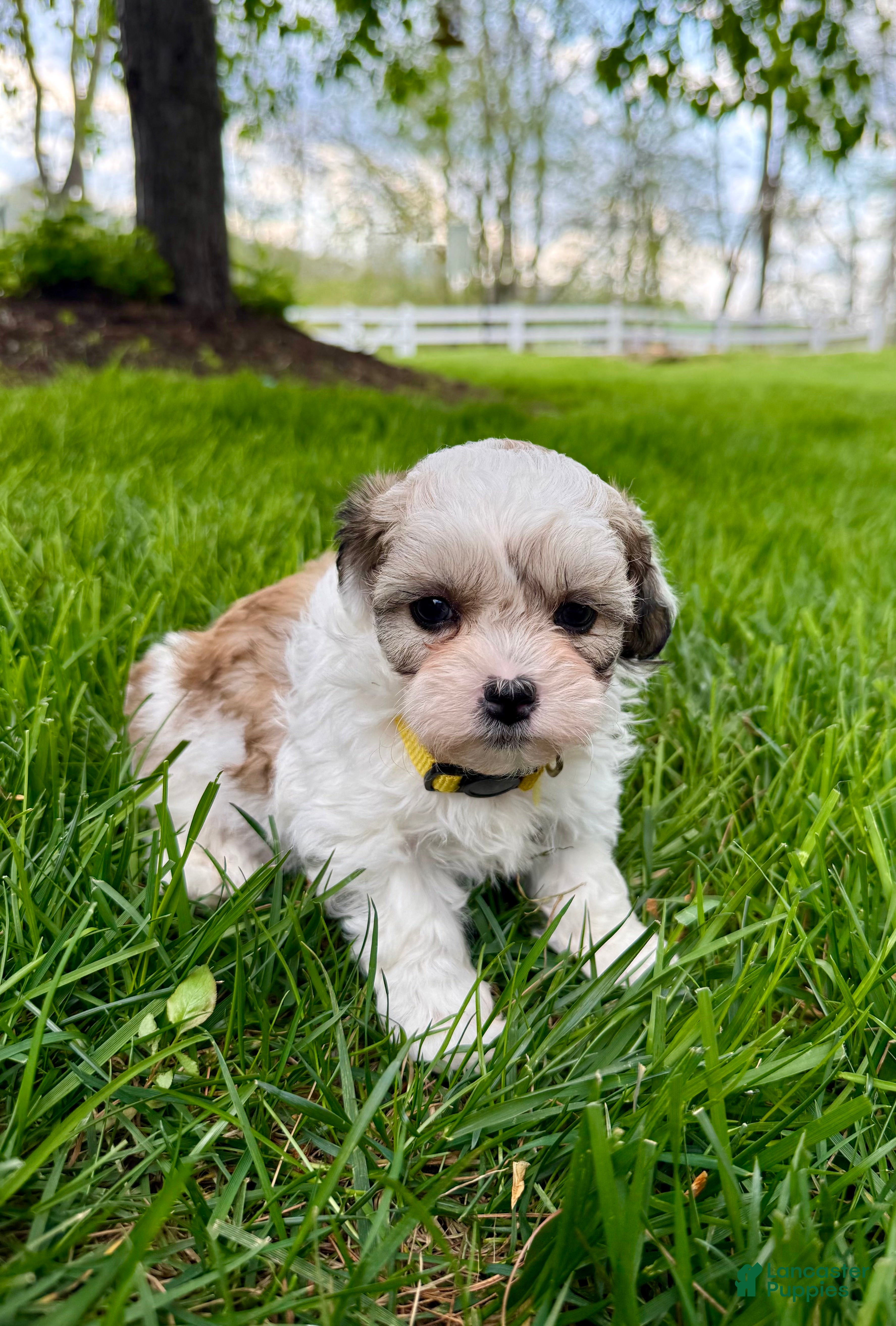 Mixed Breed dogs Tucker - Ad 1