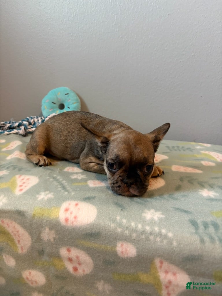 French Bulldog dogs for sale:  Boy 1 - Ad 3