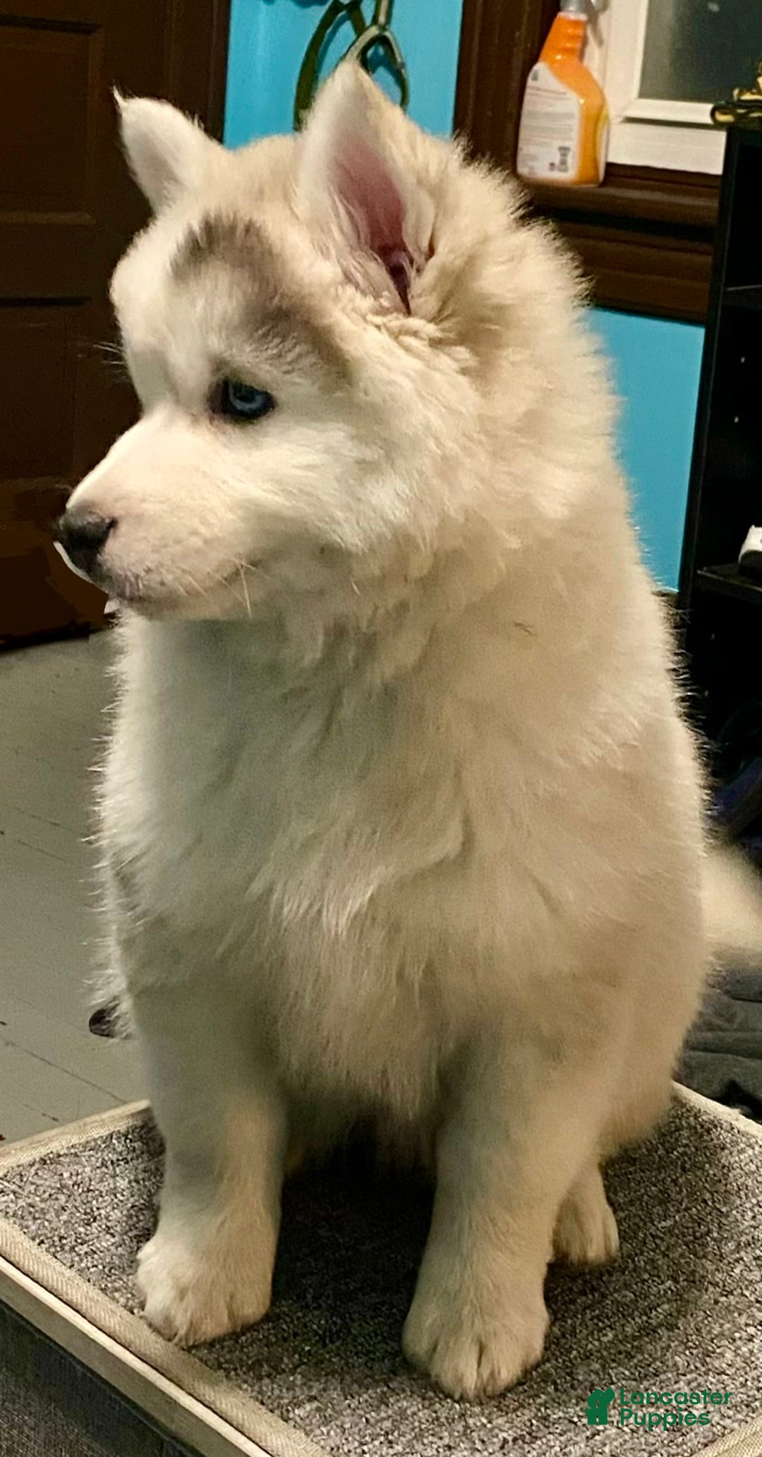 Pomsky dogs for sale: CJ “Caramel Jr” - Ad 3