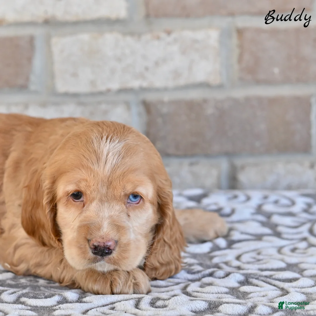 Cocker Spaniel dogs for sale: Buddy - Ad 4