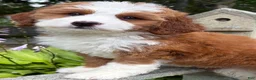 Mini Bernedoodle dogs for sale: ❤️BOSTON MASSACHUSETTS AREA❤️RARE DARK RED AND WHITE TUXEDO❤️MINI BERNEDOODLE GIRL❤️ - Ad 10