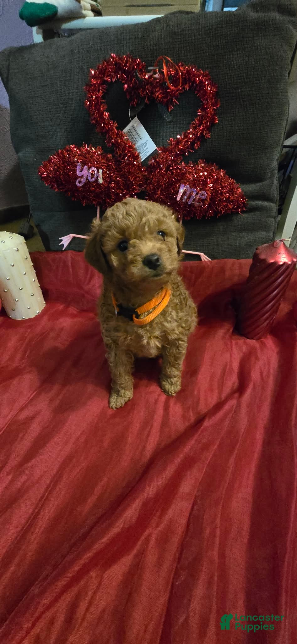 Mini Goldendoodle dogs Nova - Ad 20