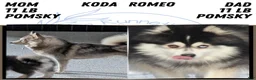 Pomsky dogs for sale: Prince - Ad 10