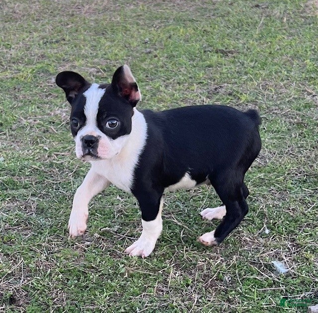 Boston Terrier dogs Boston Terrier Puppy 1 - Ad 1