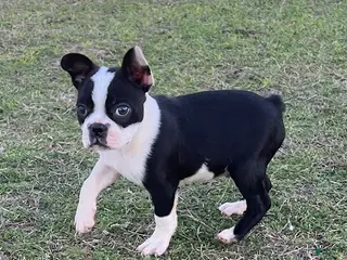 Boston Terrier dogs Boston Terrier Puppy 1 - Ad 1