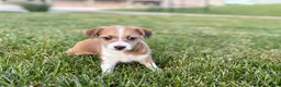 Mixed Breed dogs for sale: Italian greyhound/Havanese Cade  - Ad 8