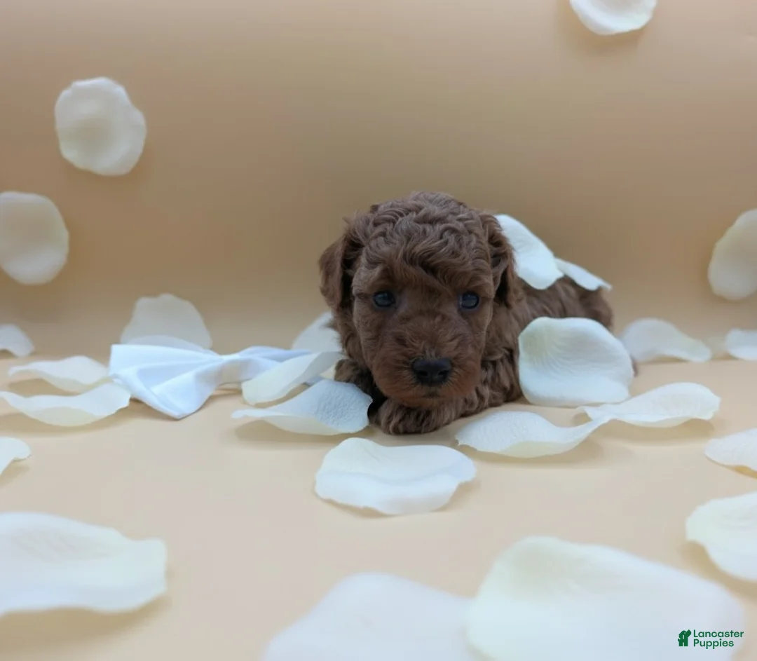 Toy Poodle dogs for sale: Olivia 🤍 - Ad 8