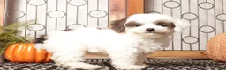 Miniature Poodle dogs for sale: Ivy Female Toy Poodle ICA  - Ad 3