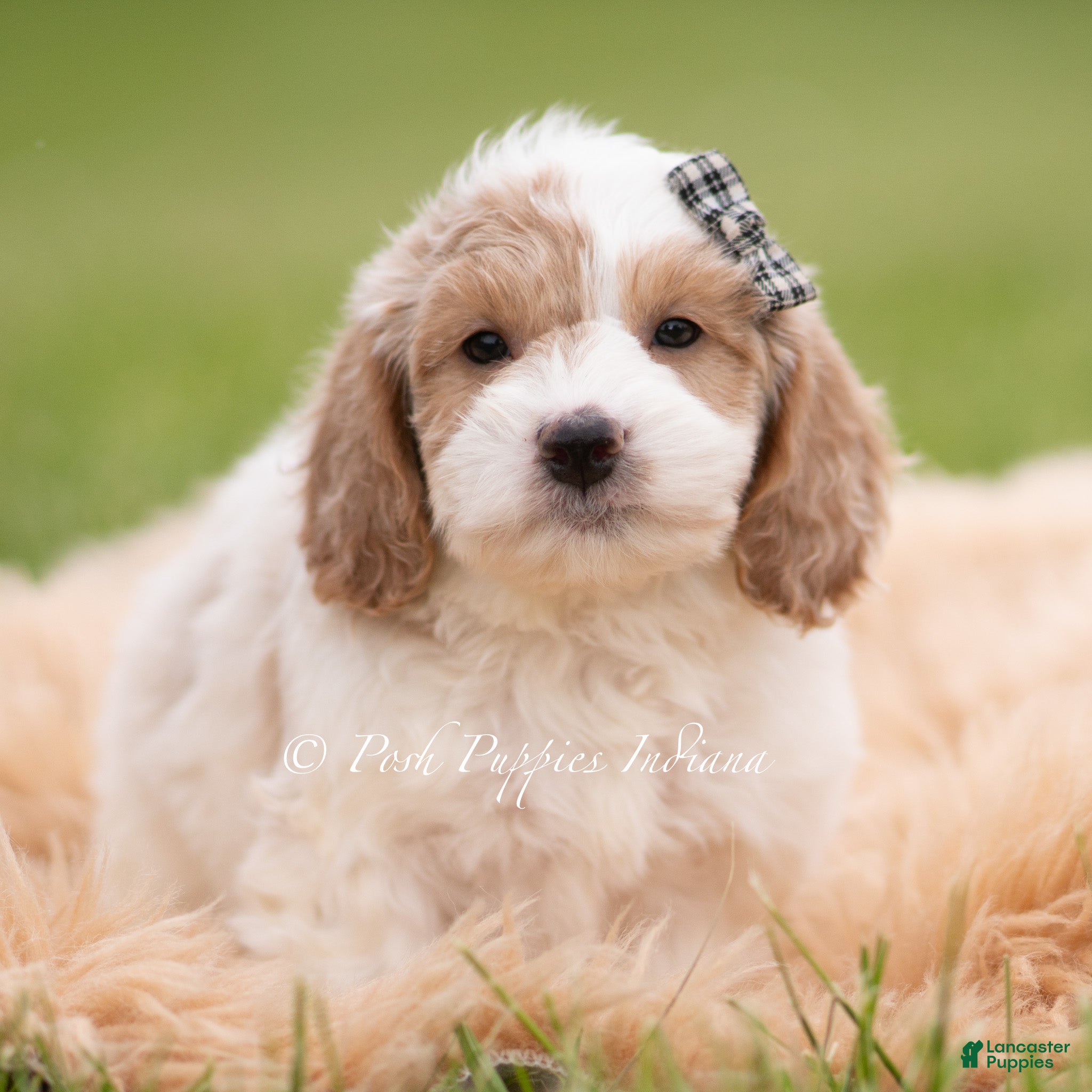 Mini Goldendoodle dogs Snickers - Ad 17