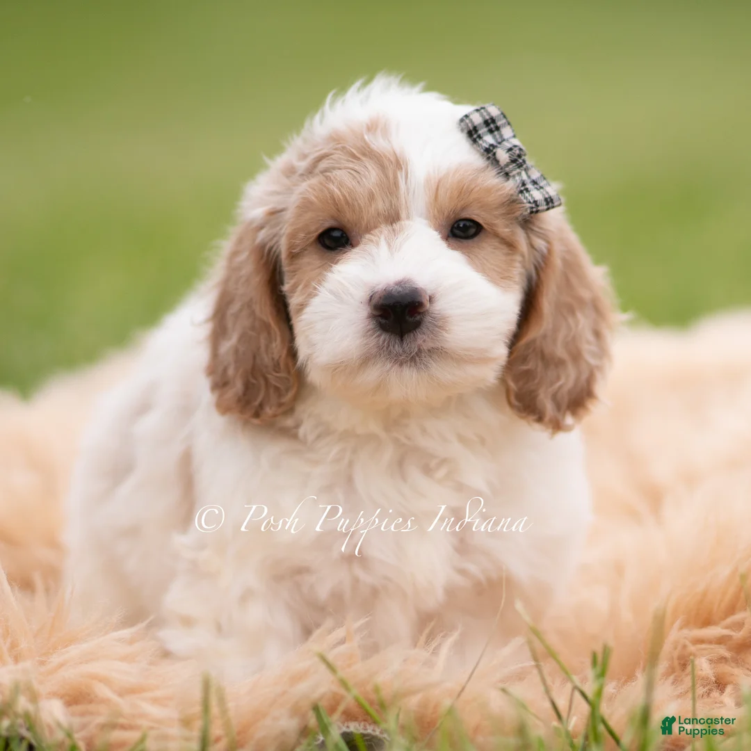 Mini Goldendoodle dogs for sale: Snickers - Ad 1