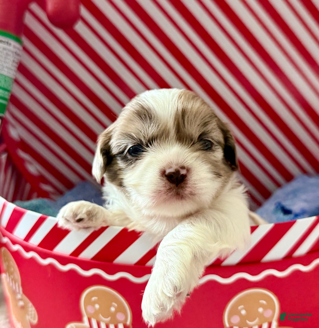 Shihpoo dogs for sale: Luna - Ad 16