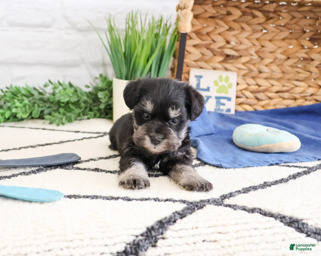 Miniature Schnauzer dogs for sale: Otto  - Ad 2