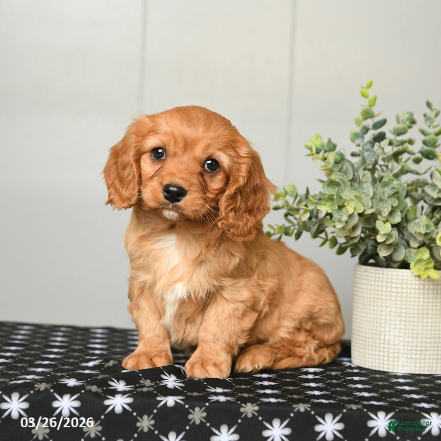 Cavapoo dogs for sale: Kenny - Ad 1