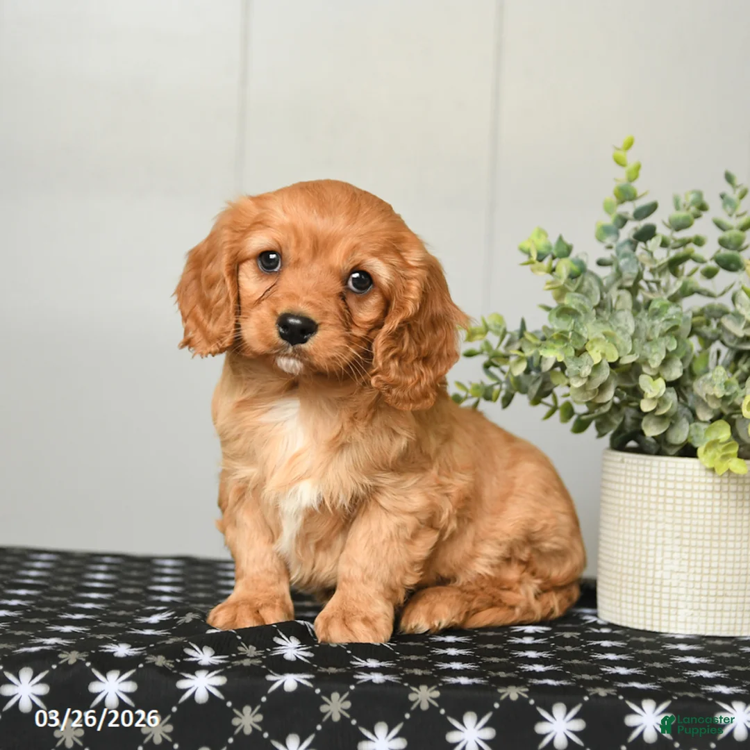 Cavapoo dogs for sale: Kenny - Ad 1