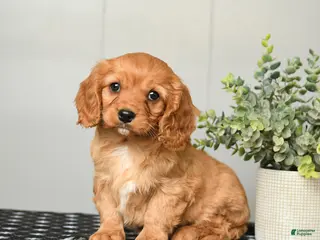 Cavapoo dogs for sale: Kenny - Ad 1