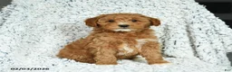 Mini Goldendoodle dogs for sale: Biscuit - Ad 1