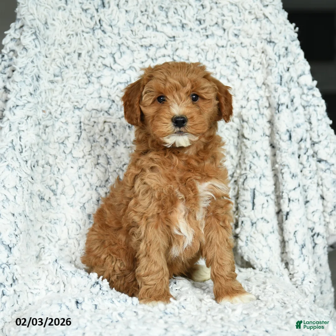 Mini Goldendoodle dogs for sale: Biscuit - Ad 1