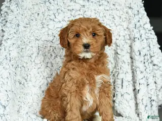 Mini Goldendoodle dogs Biscuit - Ad 30