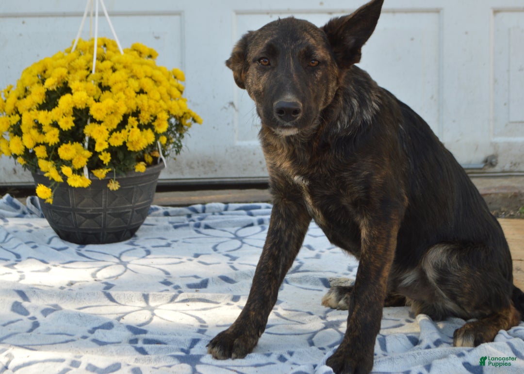 Mixed Breed dogs for sale: Allie - Ad 11