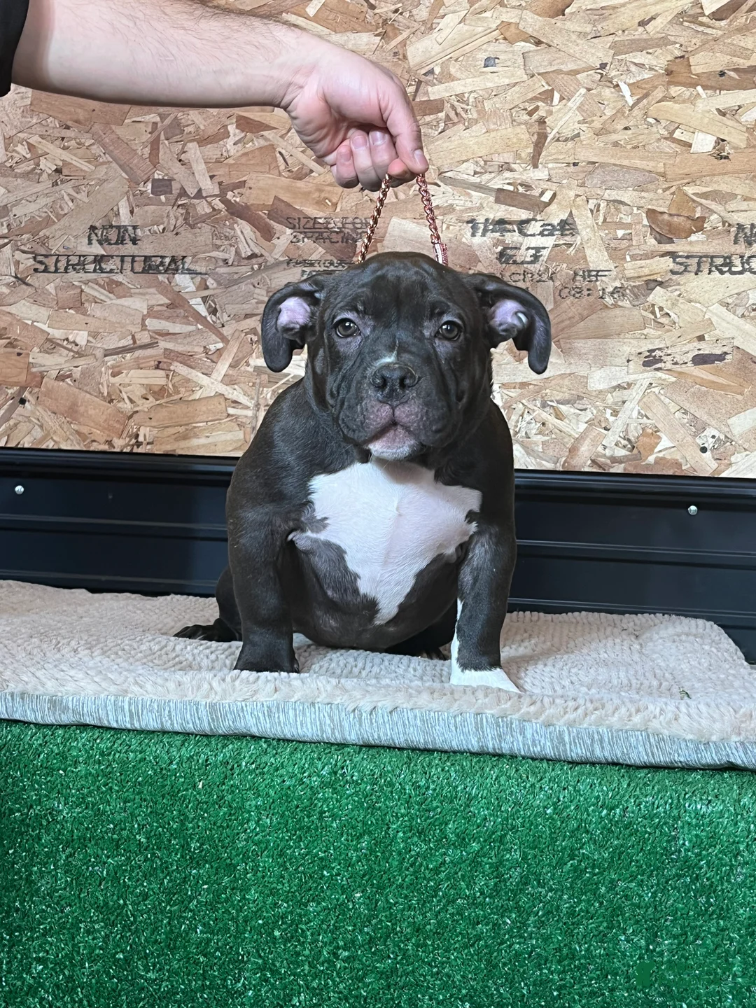 American Bully dogs for sale: Korra - Ad 3