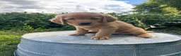 Golden Retriever dogs for sale: Max - Ad 1
