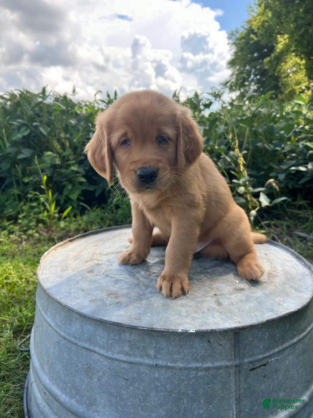 Golden Retriever dogs for sale: Max - Ad 1