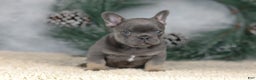 French Bulldog dogs for sale: Colby - Ad 6