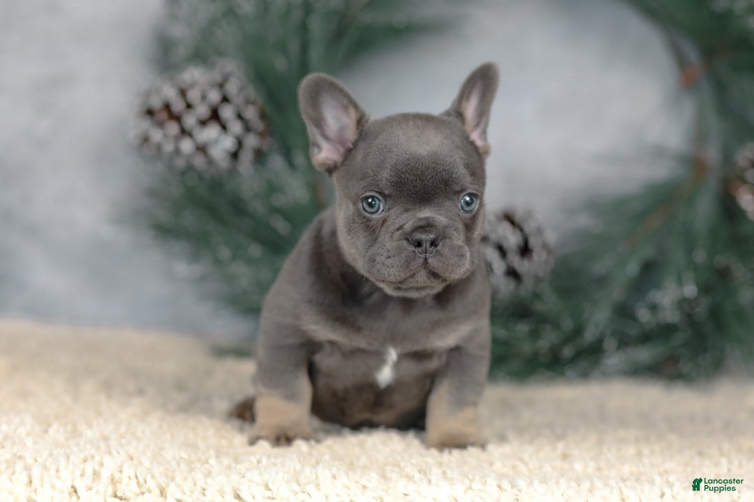 French Bulldog dogs for sale: Colby - Ad 6