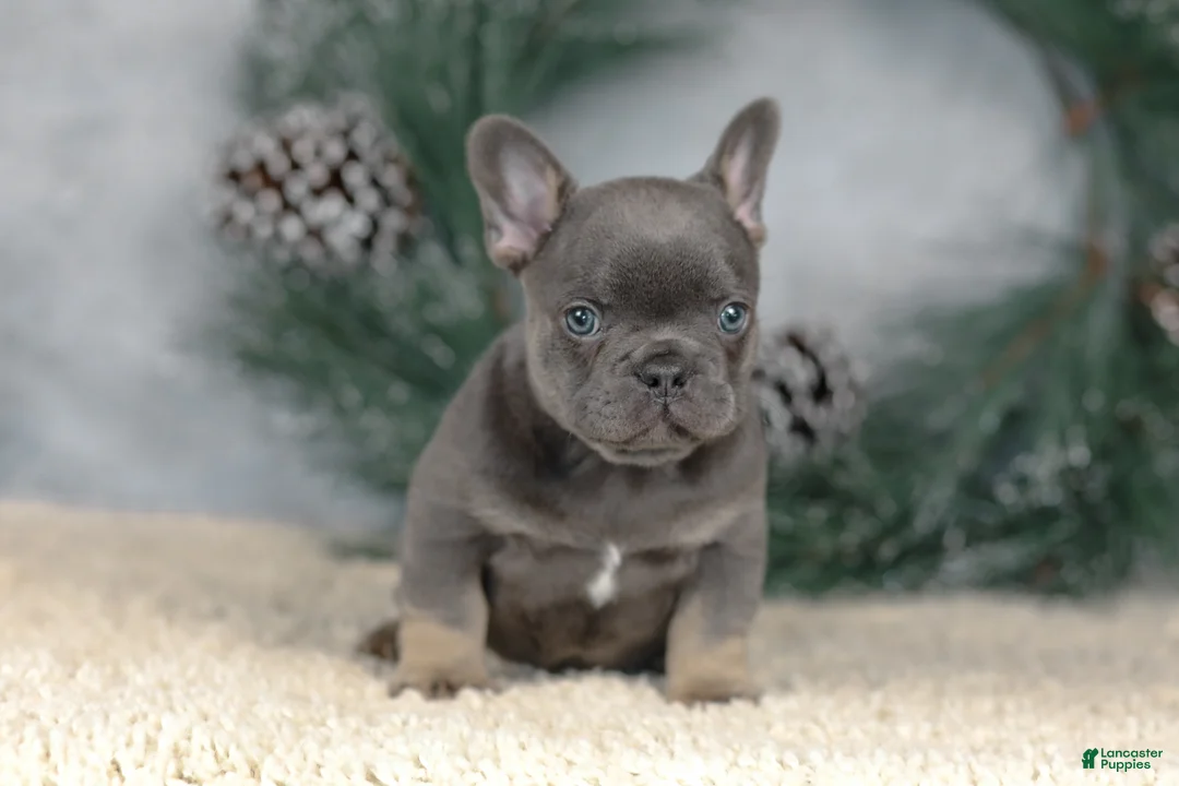 French Bulldog dogs for sale: Colby - Ad 6