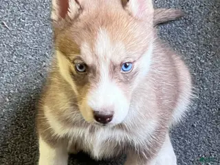 Siberian Husky dogs for sale: Ruby my lady in red - Ad 2