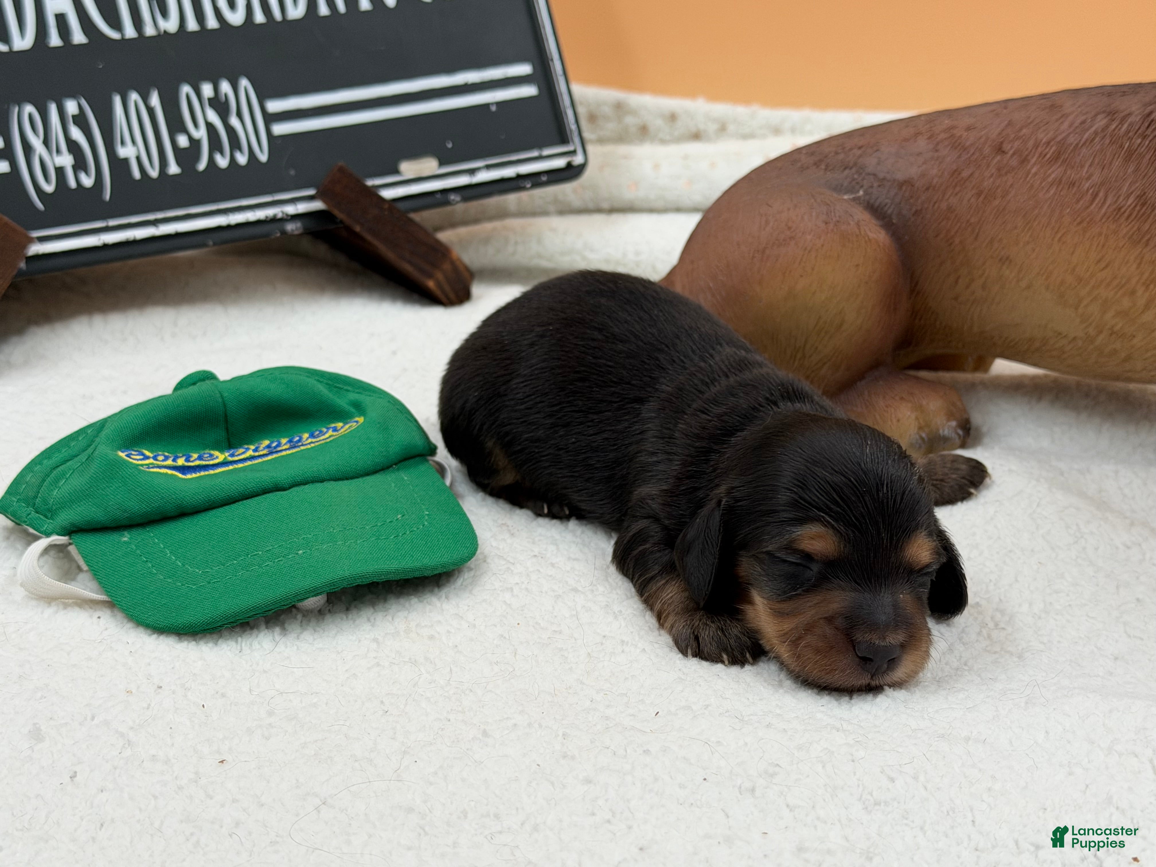 Miniature Dachshund dogs Grand Champion sired - Ad 30