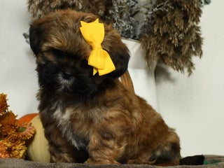 Teddy Bear dogs - Ad 20