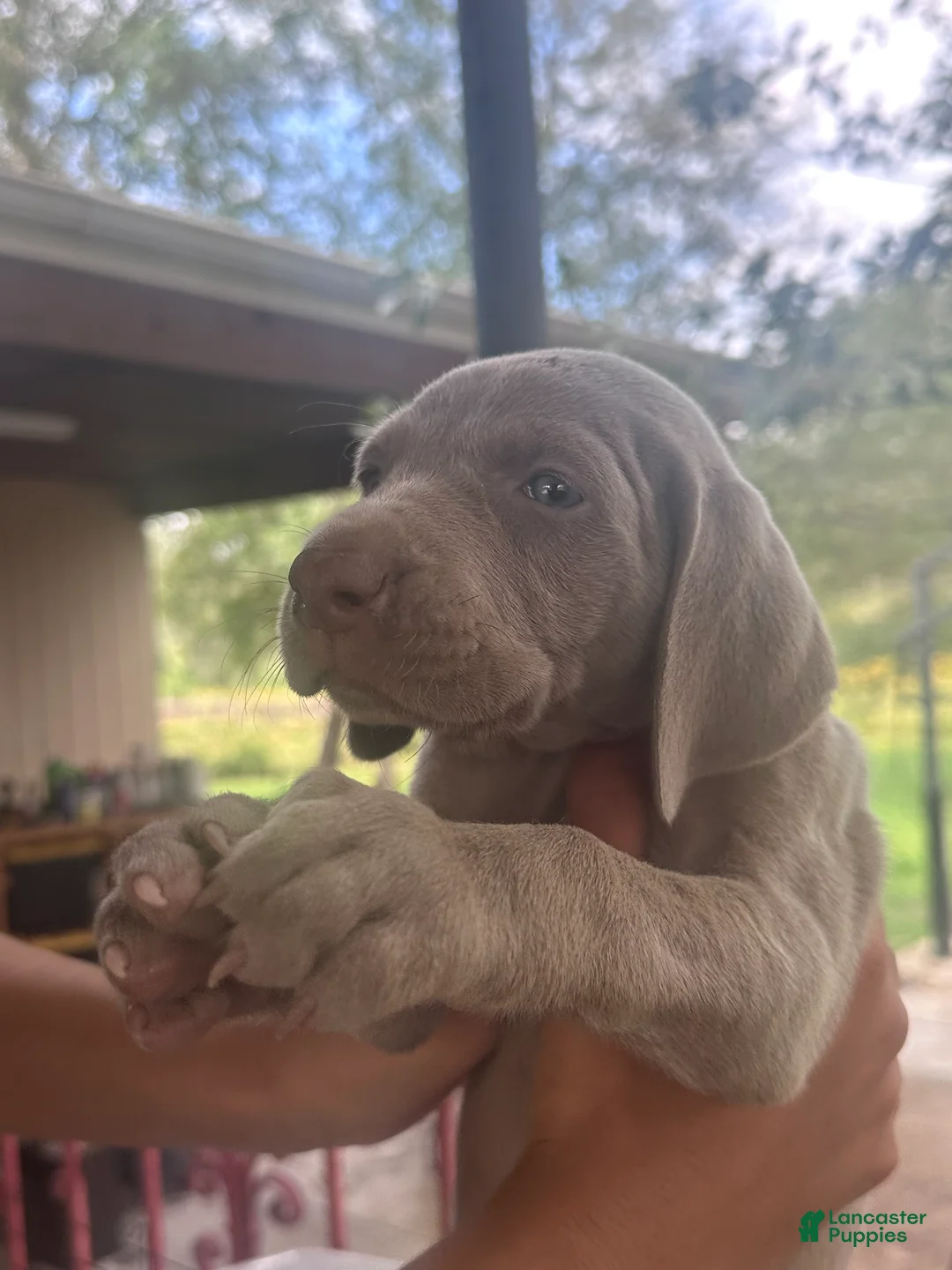 Weimaraner dogs for sale: Bibis - Ad 1