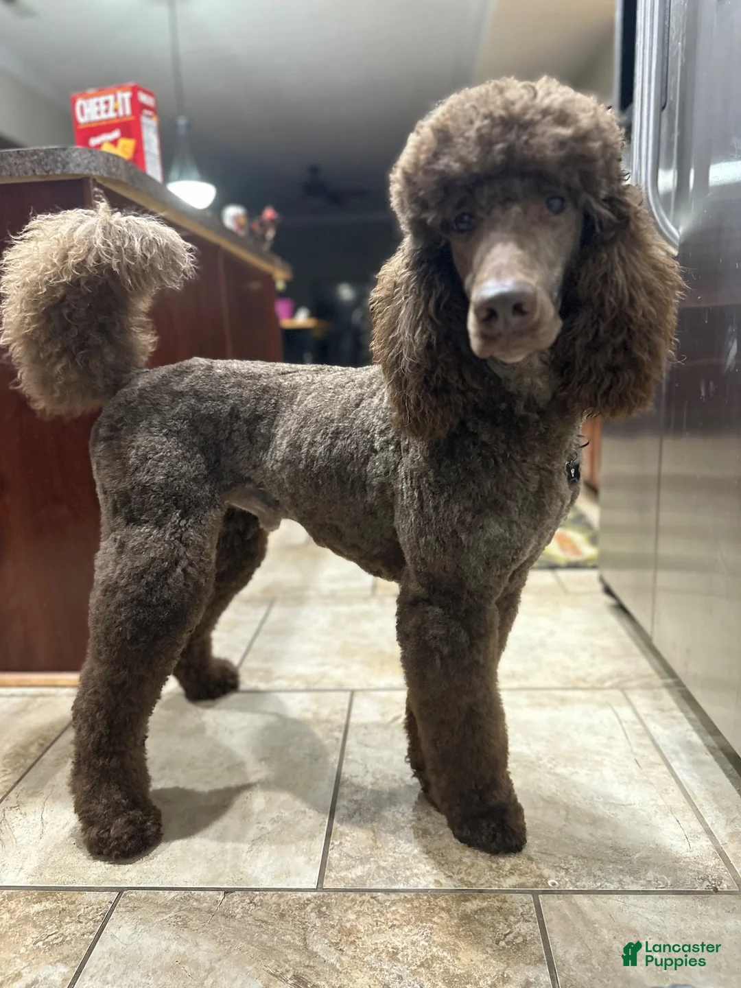 Standard Poodle dogs for stud: AKC Remy  - Ad 2