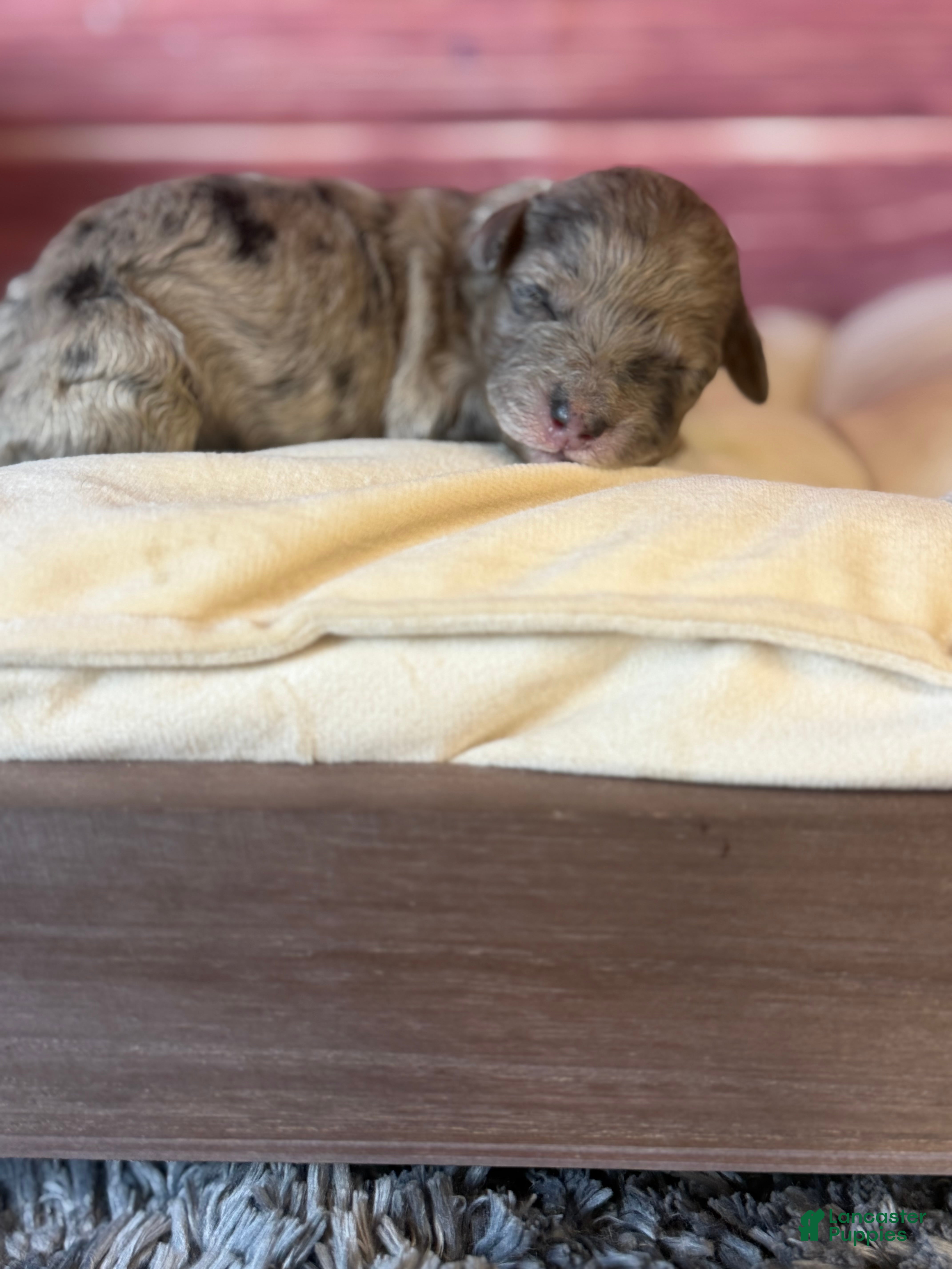 Toy Poodle dogs Blair  - Ad 2