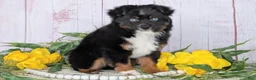 Toy Australian Shepherd dogs for sale: Banjo - Ad 4