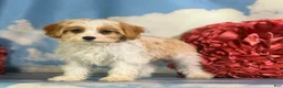 Cavapoo dogs for sale: Chili  - Ad 4