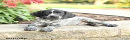 German Shorthaired Pointer dogs for sale: Anna - Ad 3
