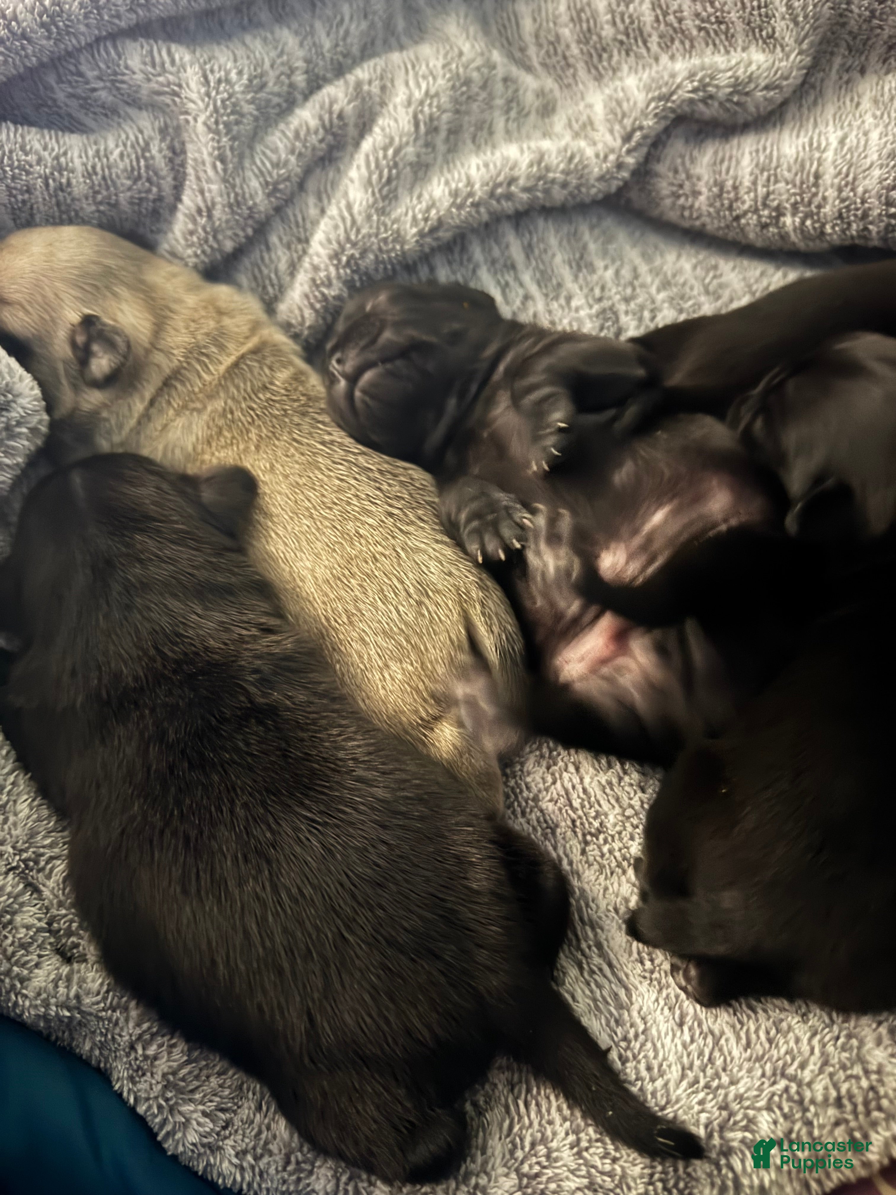 Pug dogs  2 - Ad 13