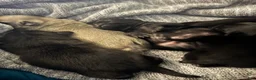 Pug dogs for sale:  2 - Ad 1