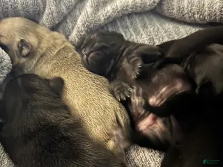Pug dogs 2 - Ad 13