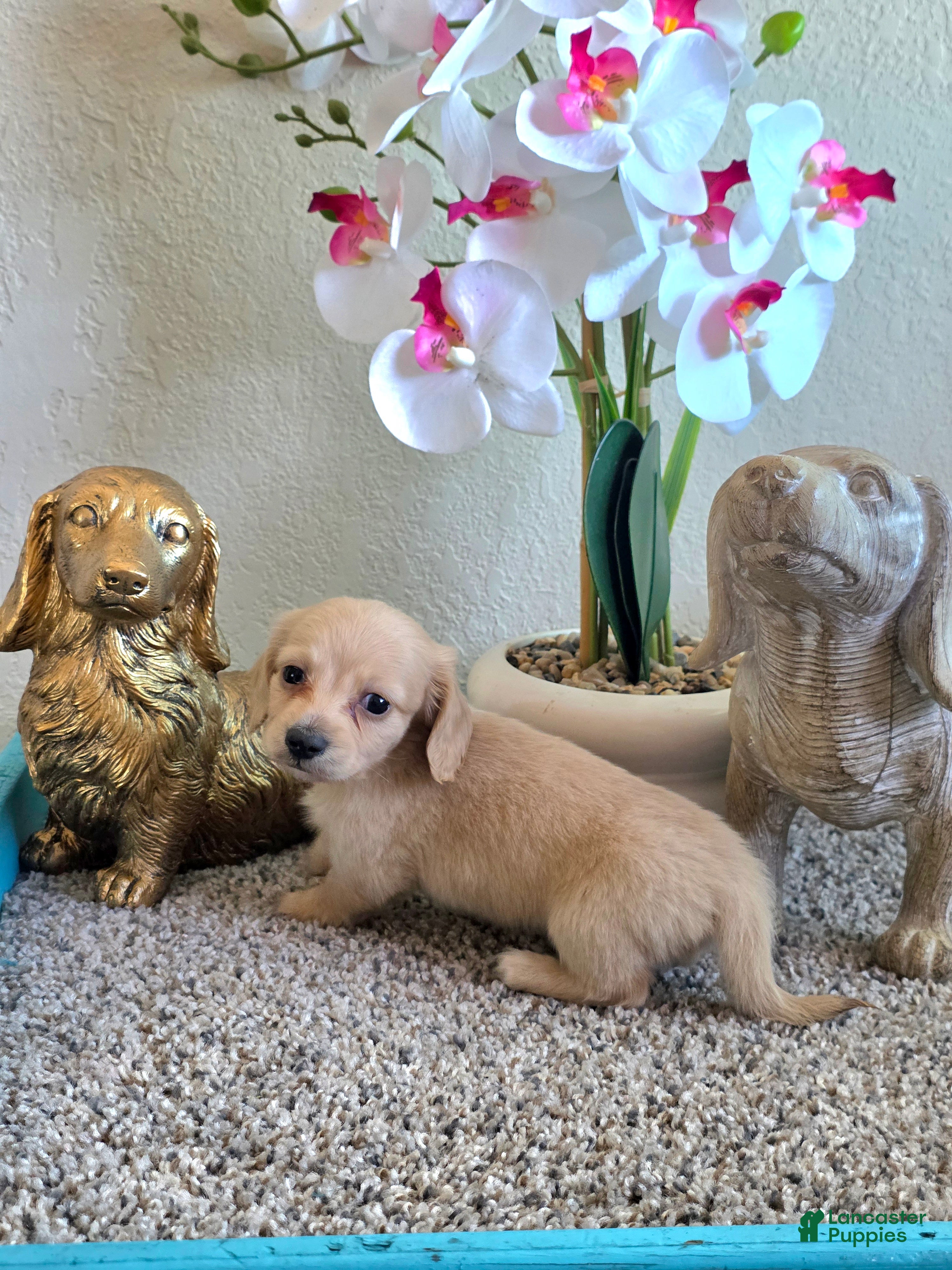 Miniature Dachshund dogs for sale: Teddy - Ad 1