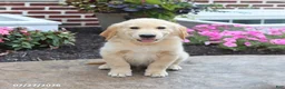 Golden Retriever dogs for sale: Nickolas - Ad 1