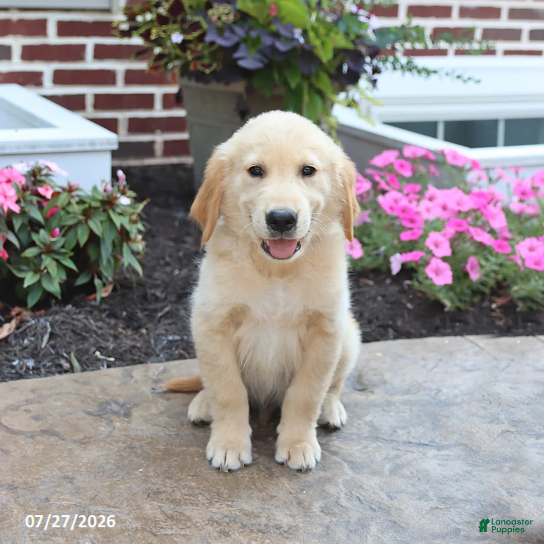Golden Retriever dogs for sale: Nickolas - Ad 1