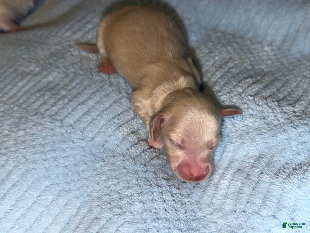 Miniature Dachshund dogs for sale: ee cream - Ad 20