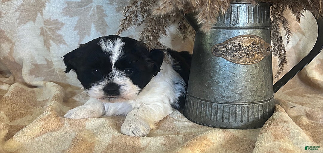 Gallery Image {{count}}