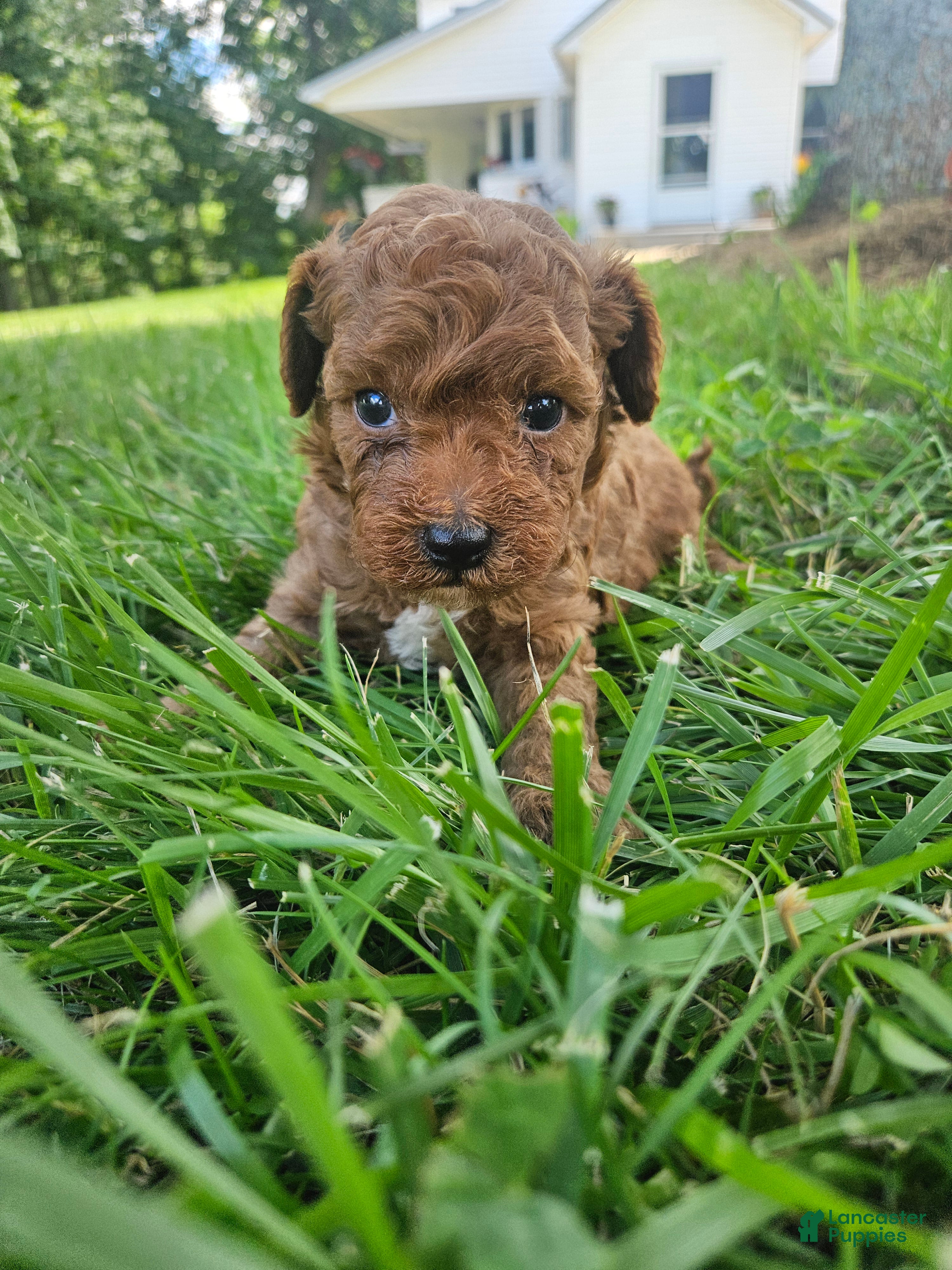 Cavapoo dogs Sarge - Ad 42