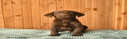 Labrador Retriever dogs for sale: Gadget  - Ad 4