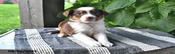 Mixed Breed dogs for sale: River - Ad 2