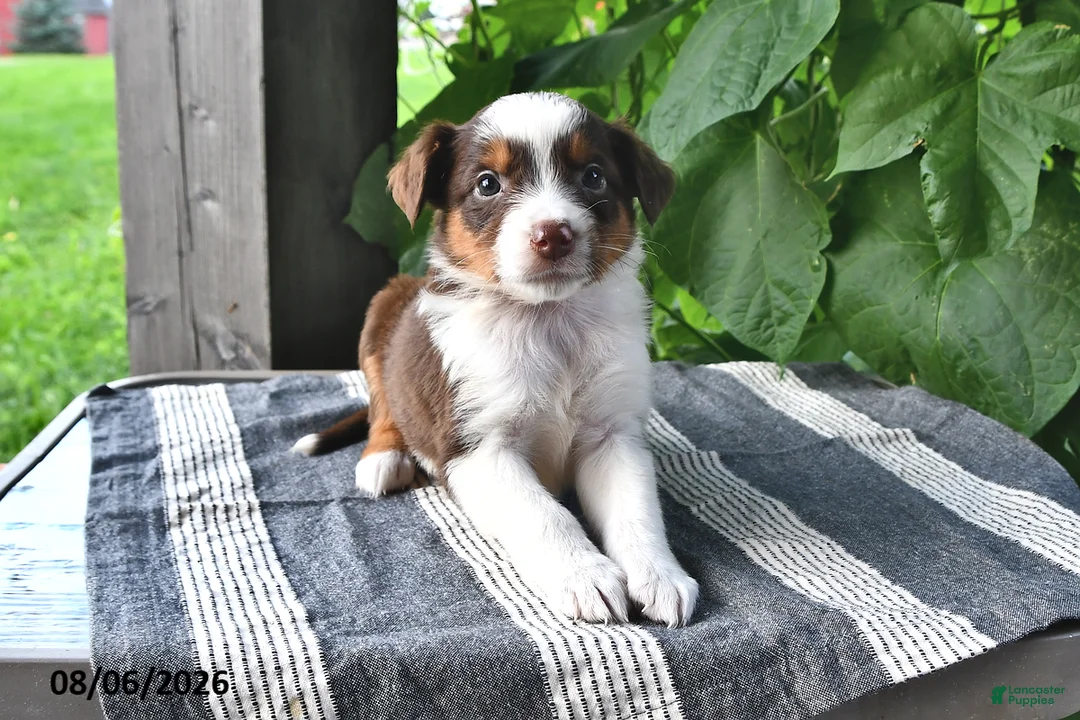 Mixed Breed dogs for sale: River - Ad 2